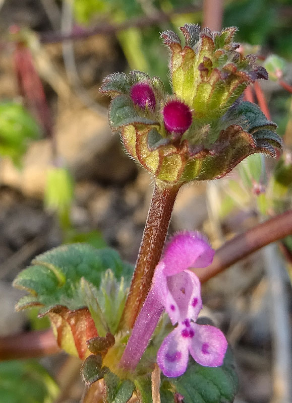 Lamium amplexicaule - Lamiaceae (Labiatae)